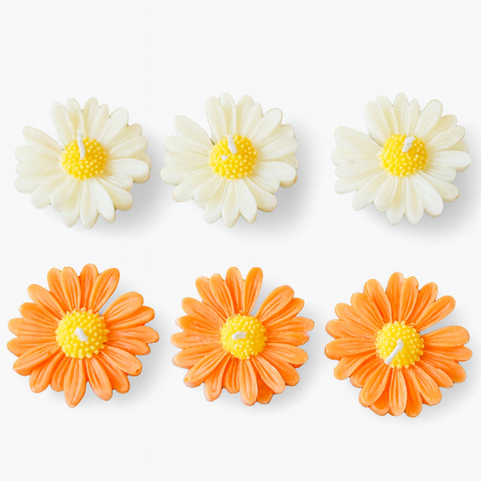 Presentset Daisy 6-pack